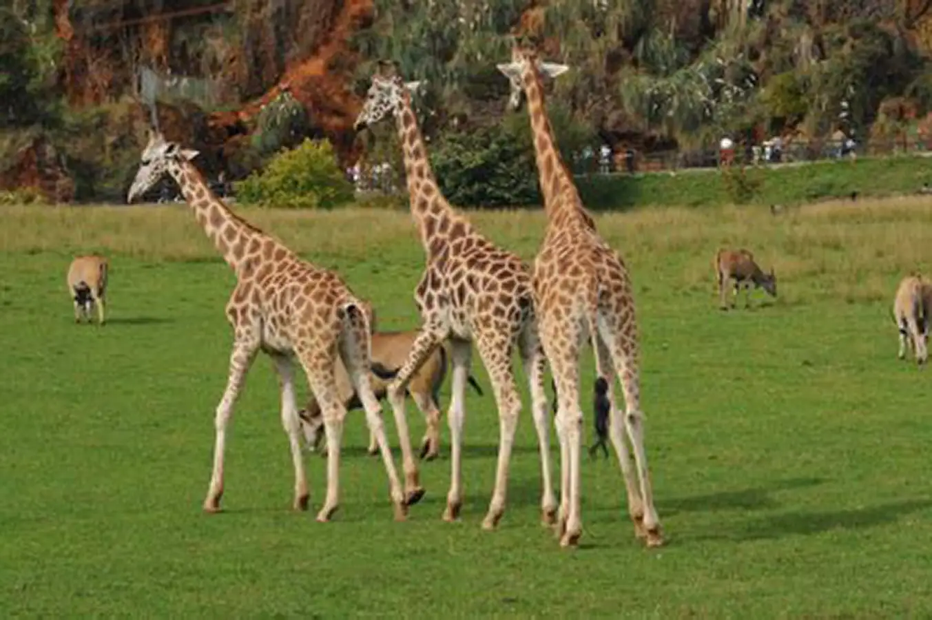 jirafas 1