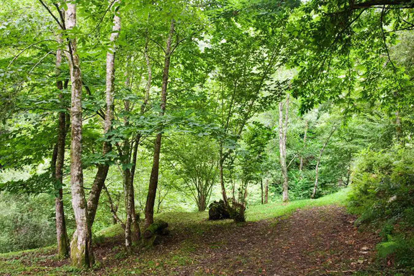 valleoscuru